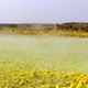 A sulfur and chlorine fog hangs over the air at the Danakil Depression. Image: Felipe Gomez/Europlanet 2020 RI